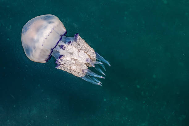 Jellyfish in Adriatic Sea Large jellyfish in Porto San Rocco, Adriatic Sea, Muggia ,Trieste, Italy invertebrate stock pictures, royalty-free photos & images