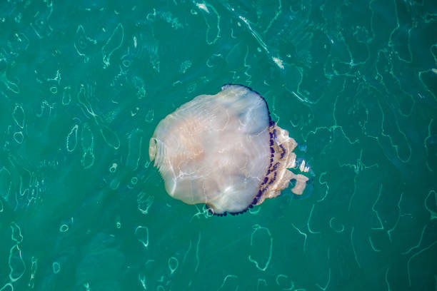 istock Jellyfish in Adriatic Sea 1314365160