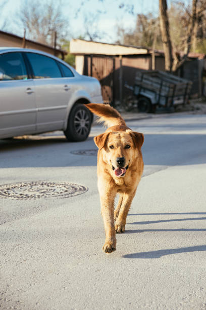 istock Street Dog 1314365187