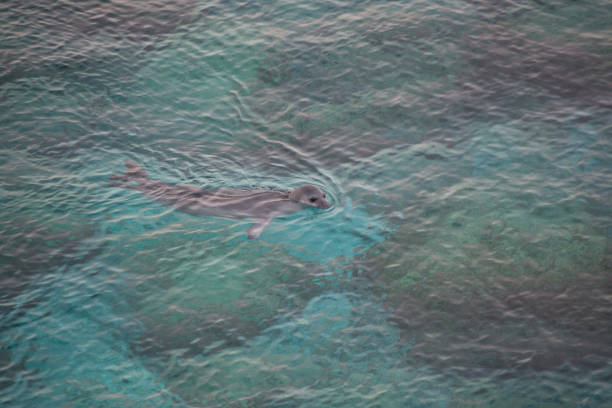 Mediterranean monk seal in Cyprus, this photo was taken at the love bridge in Ayia Napa. This seal is in danger of extinction.