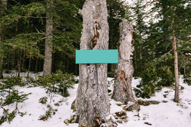 sinal horizontal em branco em uma árvore em uma floresta conífera no inverno - backpacker green vacations outdoors - fotografias e filmes do acervo