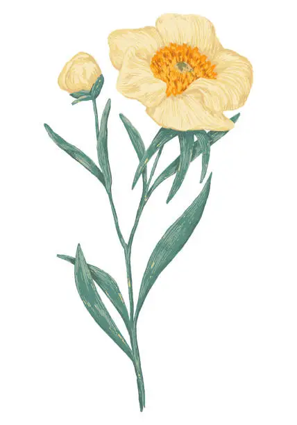 Vector illustration of Peony Claire de Lune plant. Colored wildflower drawing. Hand drawn vector illustration. Botanical clipart isolated on white. Gentle single element for design, card, print, decor, typography, sticker.