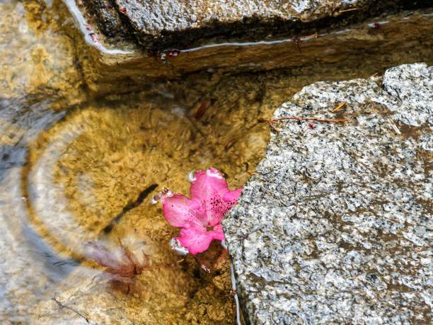 istock Red rhododendron bell floats in the water stream 1314368609