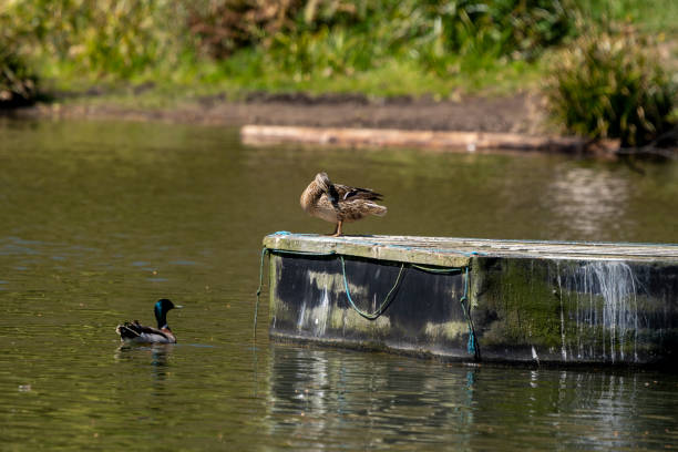 istock Female mallard duck on a small Getty in England 1314368788