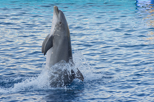 Funny dolphin in oceanarium