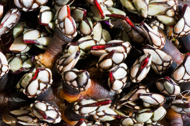 A close-up of freshly catched barnacles