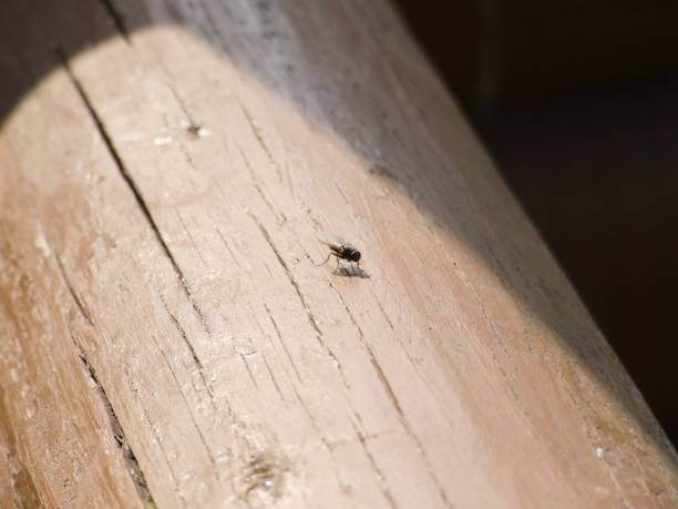 istock Close up of an insect 1314372774