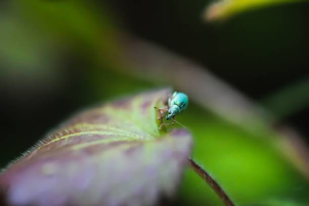 istock Close up of an insect 1314372800