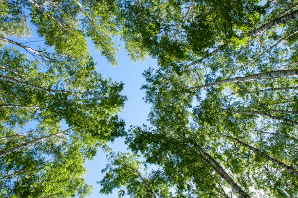 istock Birch trunk with crowns of other trees 1314373071