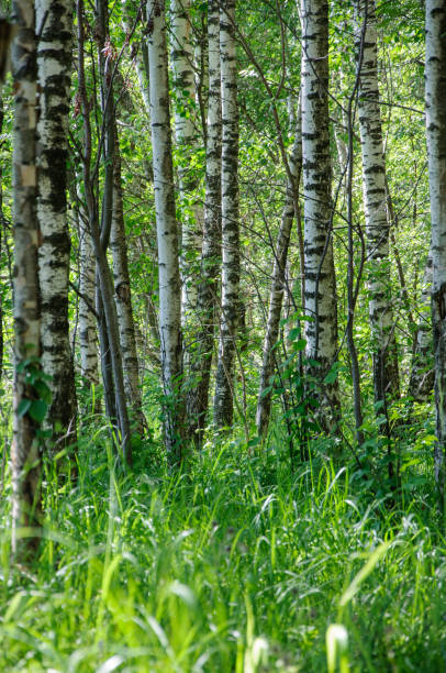 istock Early sunny morning in a birch grove. 1314373098