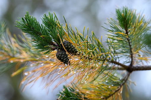 An old pine branch with young shoots and cones with raindrops on needles. Background. Abstraction.