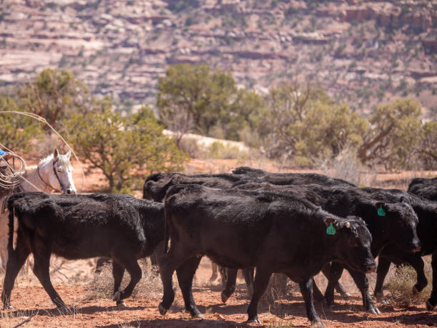 istock Cattle Drive in the Canyonlands 1314374208