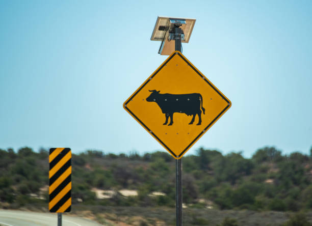 istock Cow Crossing Sign 1314374477