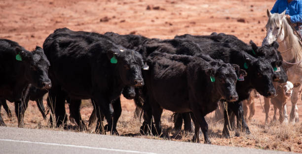 istock Cattle Drive in the Canyonlands 1314374642