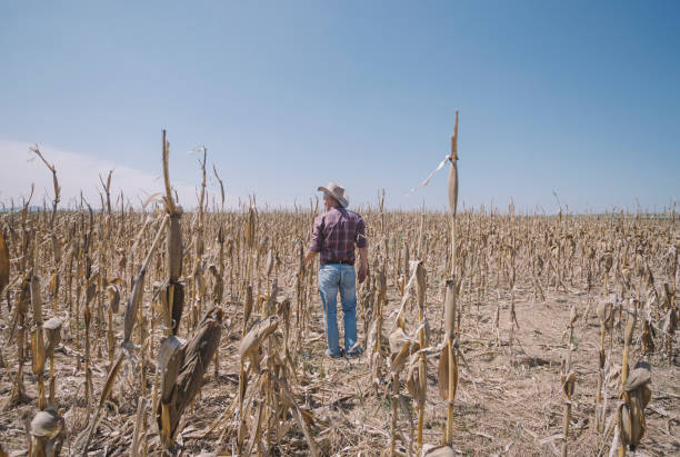 가뭄과 질병으로 파괴된 옥수수 작물 - dry country 뉴스 사진 이미지
