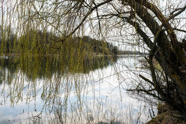 istock Spring trees are reflected in the lake against the blue sky. Blossoming pussy willow Easter twigs. 1314375933