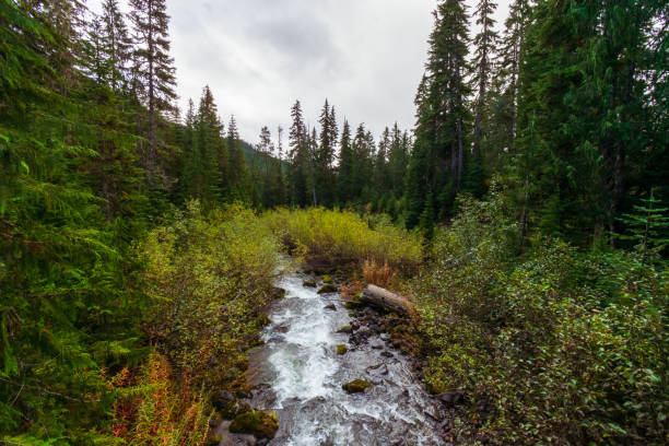 istock River running through dense forest in Mount Baker Snoqualmie National Forest, Washington 1314376915