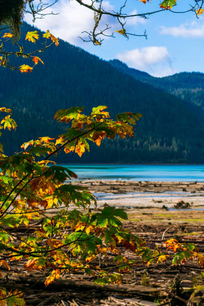 istock Fall Colors at Baker Lake, Mount Baker Snoqualmie National Forest, Washington 1314377181