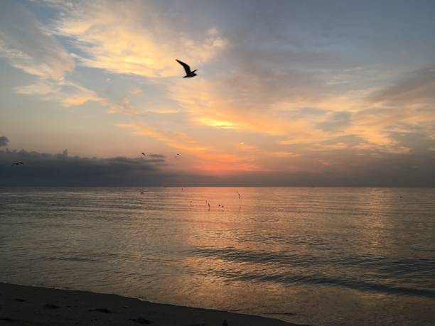 istock Dawn with Pelicans and Seagulls in Spring at Miami Beach, Florida. 1314377357