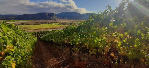 A vineyard on the hillside of the Okanagan Valley in Osoyoos, British Columbia, Canada