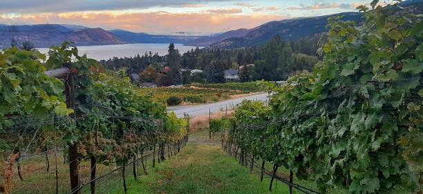 istock Vineyard Overlooking the Okanagan Lake and Naramata 1314378351