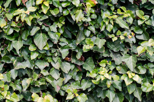 istock Ivy. Green leaves. Grape leaves on the wall. 1314378558
