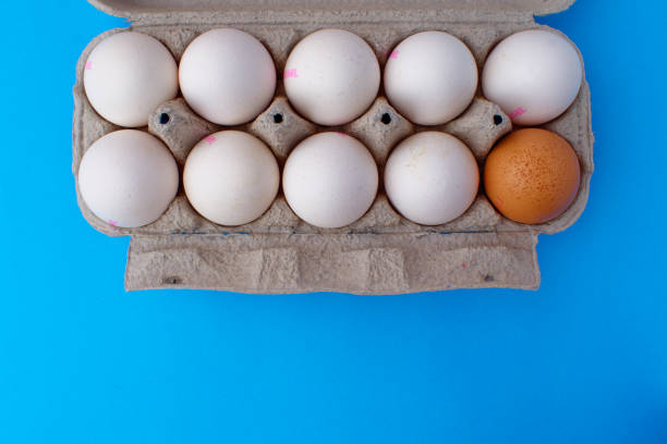 istock A package of white chicken eggs and one brown egg on a blue background. Preparing for Easter 1314378685