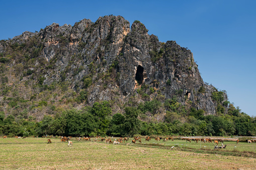 Group of cows chewing or eat grass near mountain in Phetchaburi Province, Thailand. Agriculture and animal meat farm. Food industry