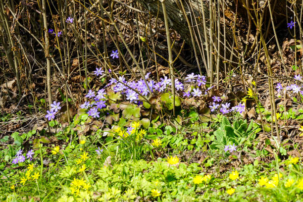 istock Small yellow and blue flowers in early spring 1314380090