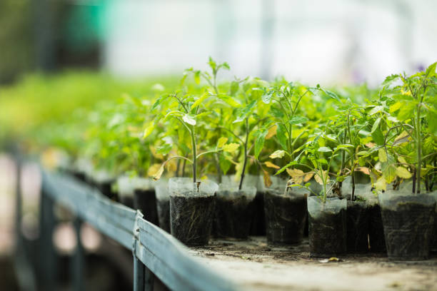 Seedling tomato in plastic tray for sprout in greenhouse with selective focus and copyspace