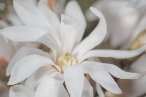 istock blooming magnolia flowers on a green background 1314381106