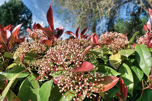 Close-up of a photinia during the spring