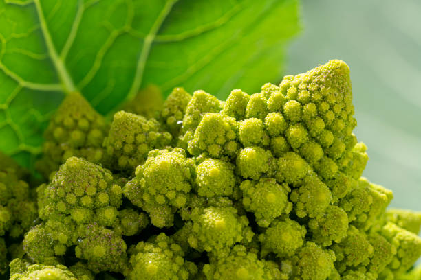 Romanesco Broccoli Cabbage macro close-up detail Romanesco Broccoli Cabbage macro close-up detail selective focus fractal plant cabbage textured stock pictures, royalty-free photos & images