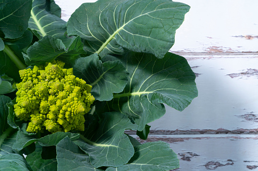 Romanesco Broccoli Cabbage with the plant leaves just after harvest in organic field on white rustic background