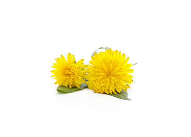 istock Bouquet of yellow dandelions. 1314384592