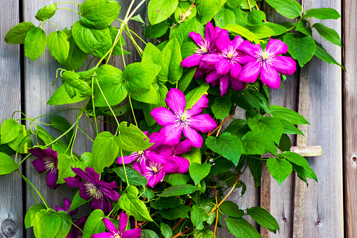 A pink clematis adorns a fence in a late springtime. Southwestern British Columbia, Canada. \n\nPlant Hardiness Zone 8.