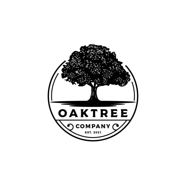 illustrations, cliparts, dessins animés et icônes de vintage retro oak, banyan, maple tree service logo design, vector logo design tamplate stock illustration oak tree, vector, logo, illustration - oak