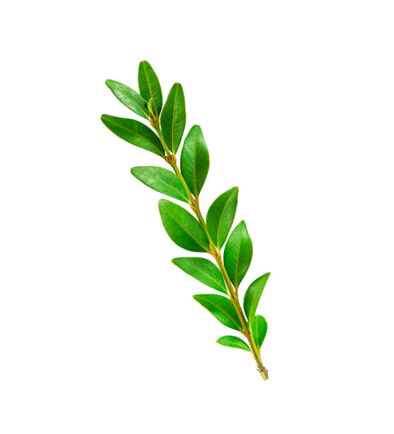 istock Branch with green leaves isolated on white background. 1314386766