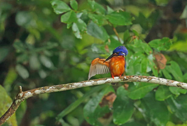 istock Blue-eared Kingfisher 1314388293