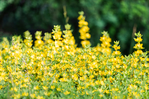 Yellow flowers of Lysimachia punctata. The dotted loosestrife, large yellow loosestrife or spotted loosestrife in summer garden. In the family Primulaceae.