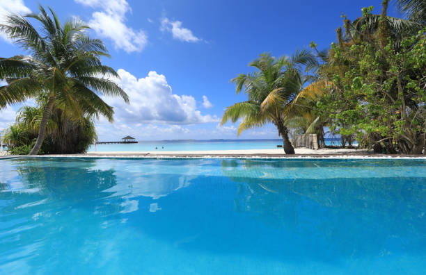 istock palm trees on the island, Maldives 1314389061