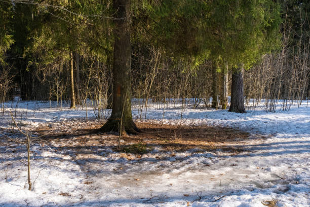 istock Snow under an evergreen spruce on a sunny spring day. 1314389446