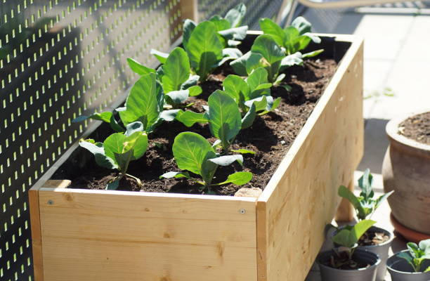 istock handmade raised bed with growing vegetables  on a balcony 1314389518