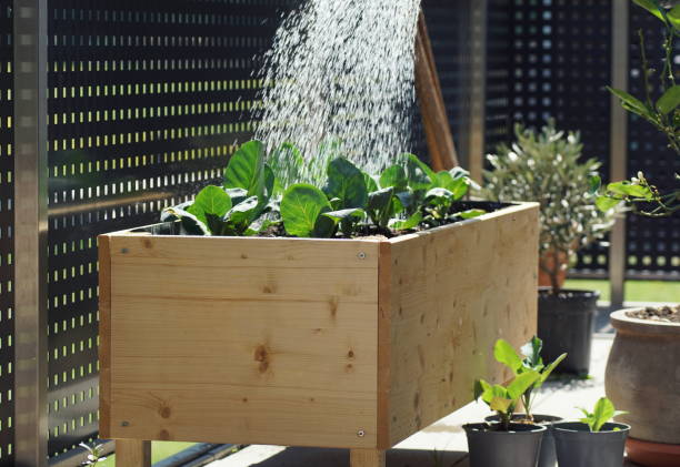 vertiendo plantas vegetales jóvenes que crecen en camas elevadas en un jardín balcón - kohlrabi turnip cultivated vegetable fotografías e imágenes de stock