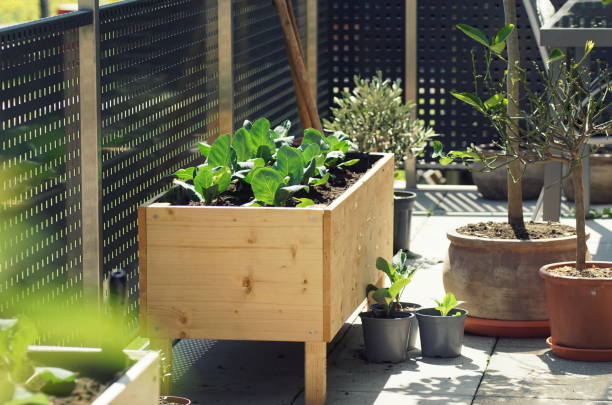 cultivo de verduras en un jardín de balcón urbano - kohlrabi turnip cultivated vegetable fotografías e imágenes de stock