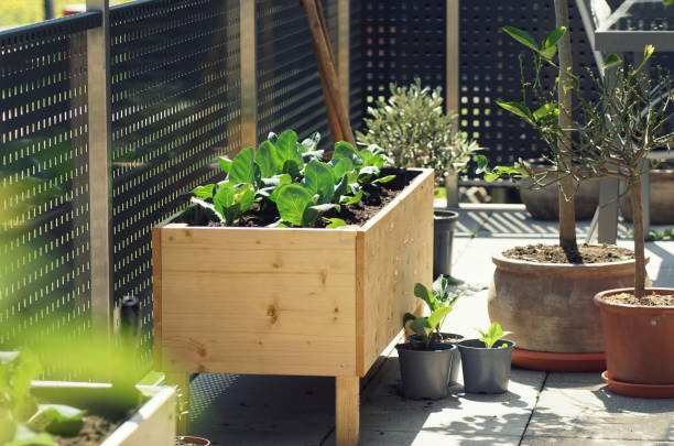 coltivare verdure su un giardino balcone urbano - kohlrabi turnip cultivated vegetable foto e immagini stock