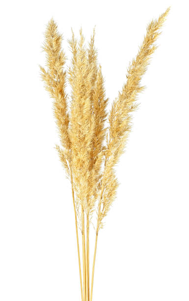 istock Yellow spikelets isolated on a white background. Bulrush. 1314389801