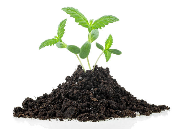 istock Isolated image of hemp sprouts growing from soil pile, white background. Cannabis. Marijuana. 1314389814