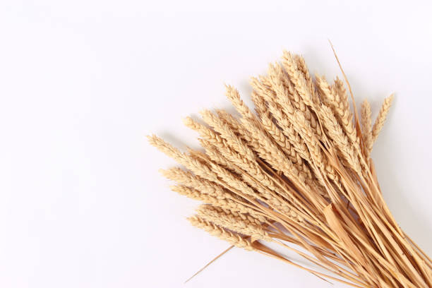 istock spikelets of wheat on a white background 1314390370