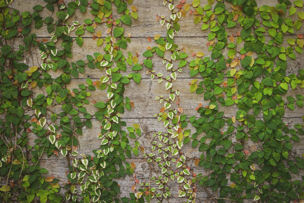 istock Creeping Fig Vines Growing on Weathered Wood Wall Background 1314392056
